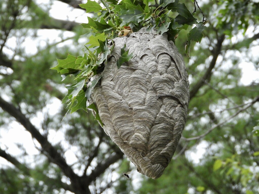 hornets’ nest by amyk