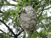 22nd Sep 2021 - hornets’ nest