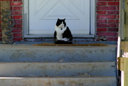 23rd Sep 2021 - Cat on a Stoop