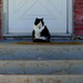 Cat on a Stoop by tosee