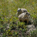 Prairie Dogs by cwbill