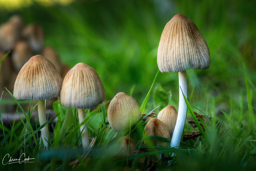 Mushrooms  by cdcook48