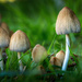 Mushrooms  by cdcook48
