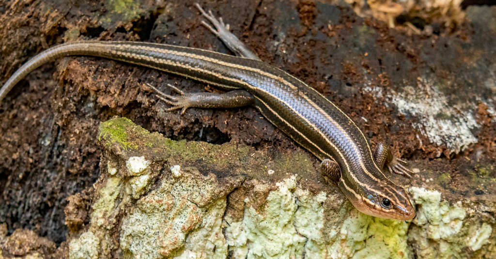 Broadhead Skink! by rickster549