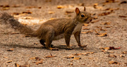 23rd Sep 2021 - Curious Squirrel!