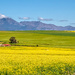 Canola as far as the eye can see by ludwigsdiana