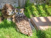 24th Sep 2021 - Spotted Eagle Owls