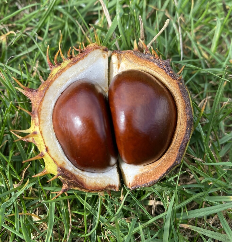 bonkers about conkers by cam365pix