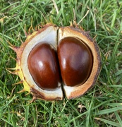 23rd Sep 2021 - bonkers about conkers