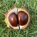 bonkers about conkers by cam365pix