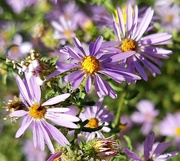 21st Sep 2021 - Asters