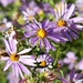 Asters by harbie