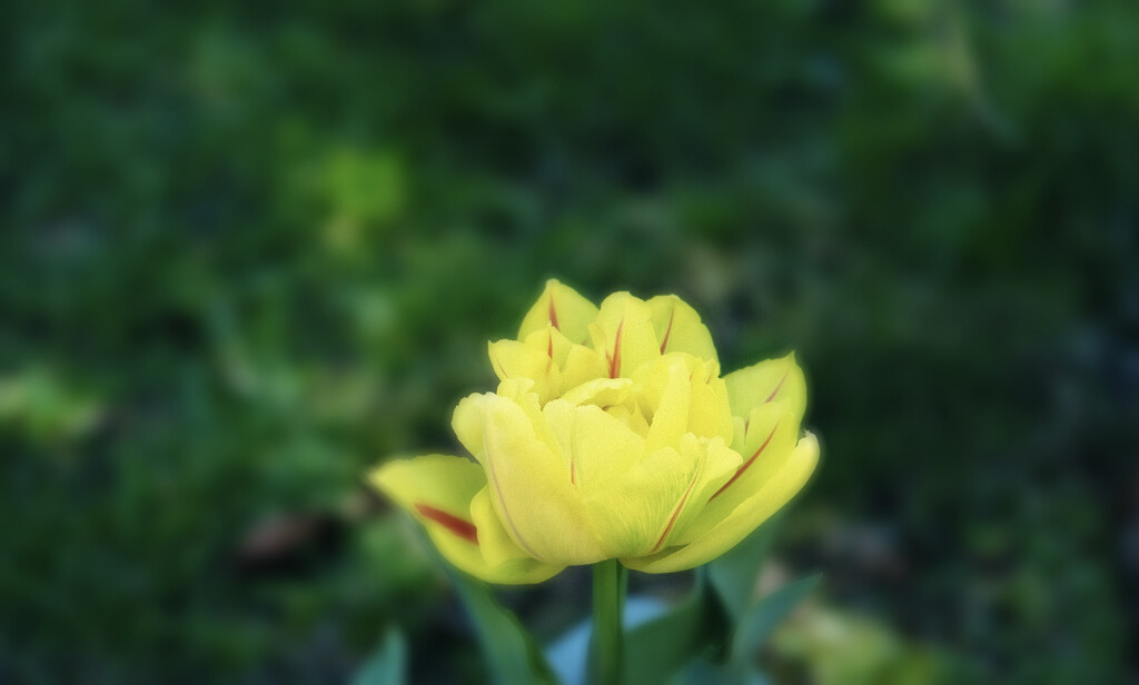 Tulip ..again by maggiemae
