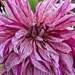 Colourful stripy pink dahlia. by grace55