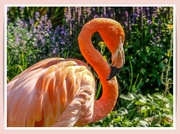 24th Sep 2021 - Flamingo Friday