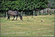 24th Sep 2021 - The jackdaws love the horses