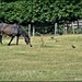 The jackdaws love the horses by rosiekind