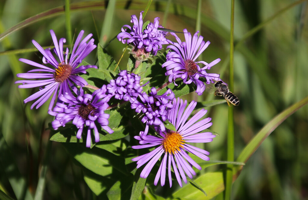 Purple flowers and a bee by mittens