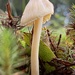 Tiny Mushroom  by clay88