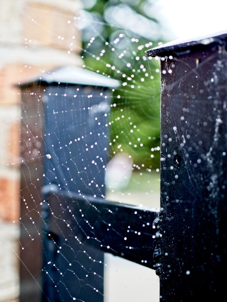 24Sept Spiders web by delboy207