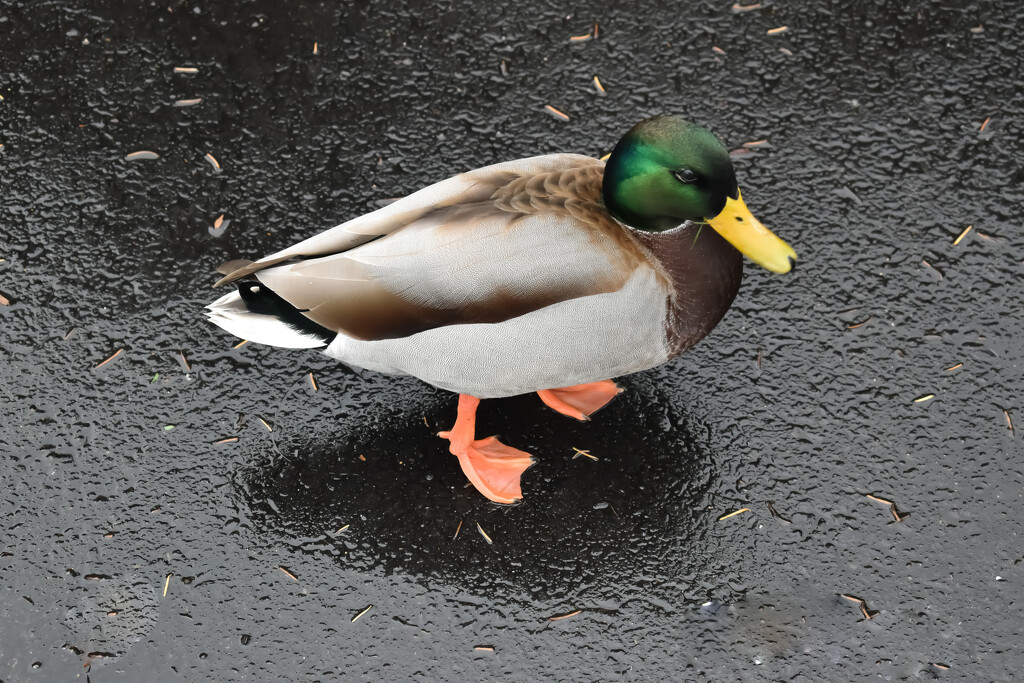 Mallard Duck by midge