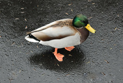 24th Sep 2021 - Mallard Duck