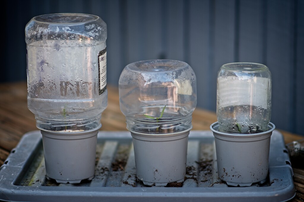 DIY Mini Greenhouses by billyboy