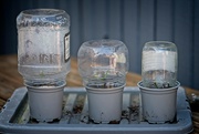 24th Sep 2021 - DIY Mini Greenhouses
