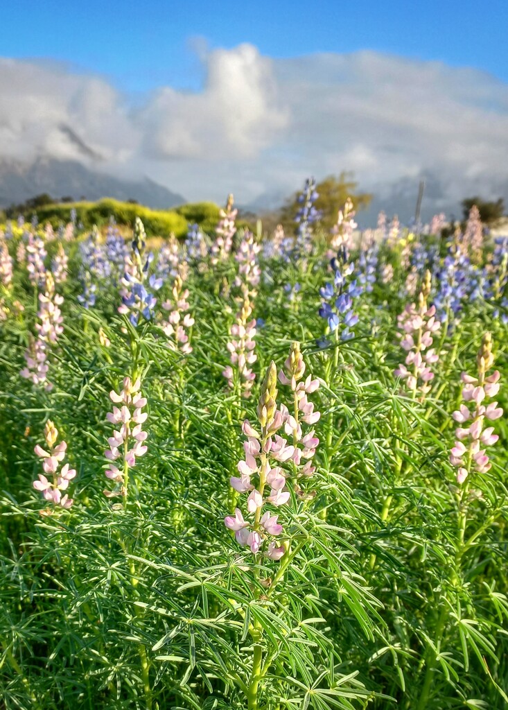 Lots of Lupins  by salza