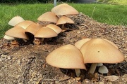 24th Sep 2021 - Spectacular Toadstools!