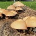 Spectacular Toadstools! by elainepenney