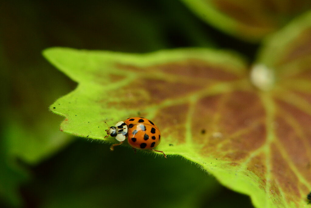 Ladybird and geranium leaf......... by ziggy77