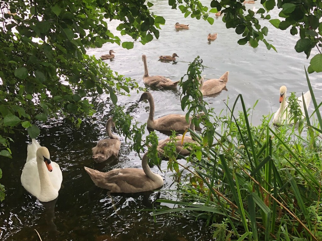  Swan Family .............. by susiemc