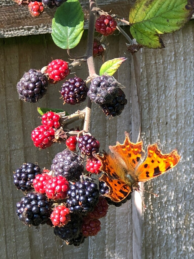  Comma Enjoying Blackberries  by susiemc