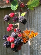 15th Sep 2021 -  Comma Enjoying Blackberries 