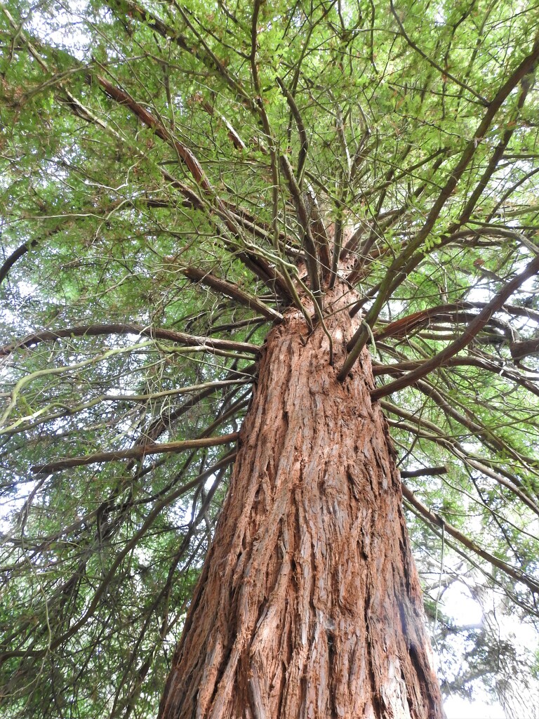 Giant Redwood  by susiemc