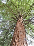 24th Sep 2021 - Giant Redwood 