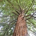 Giant Redwood  by susiemc