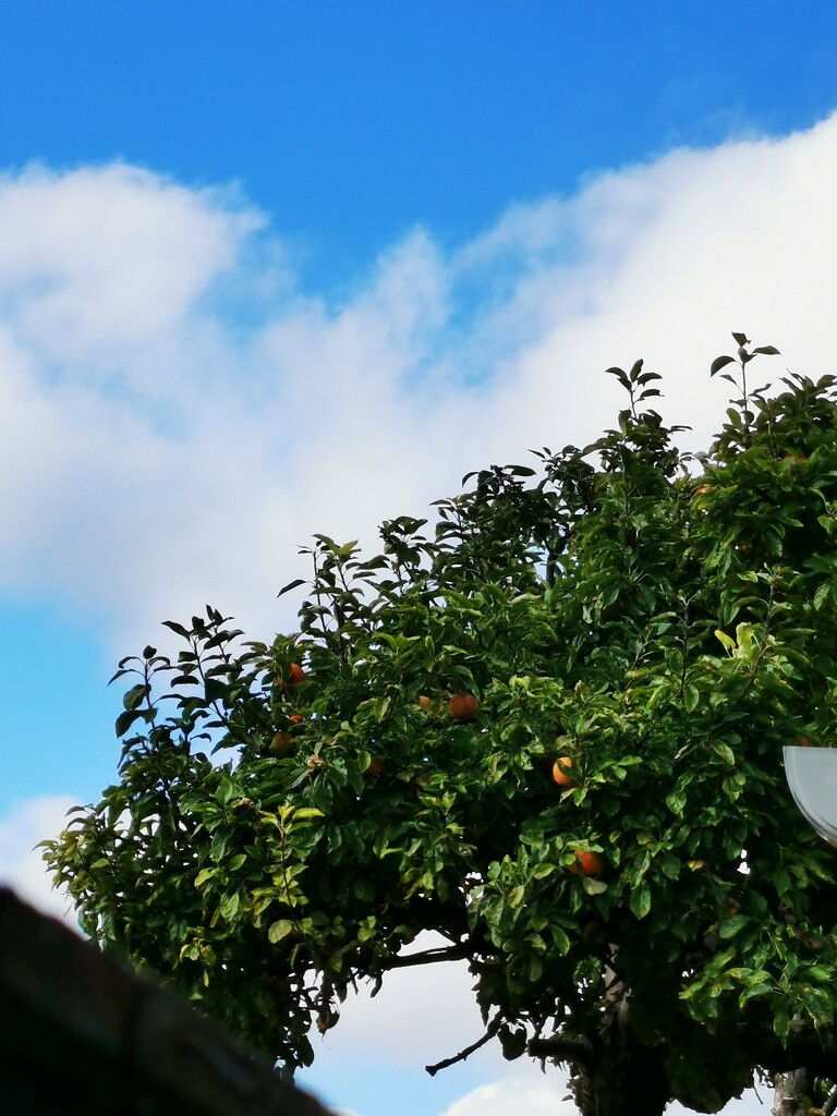 My Neighbour's Apple Tree by plainjaneandnononsense