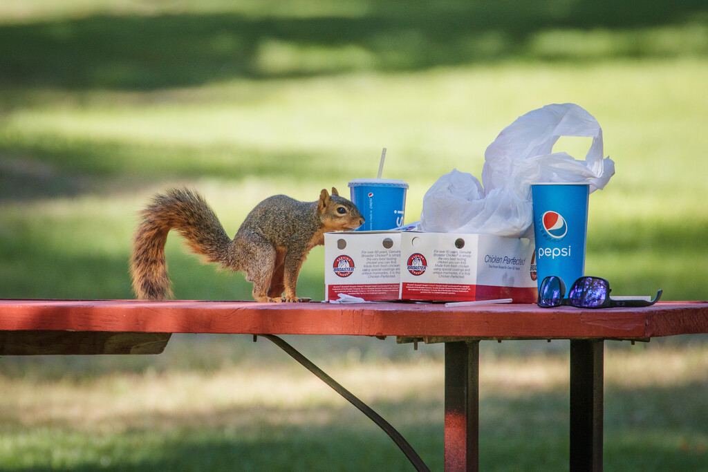 picnic by aecasey