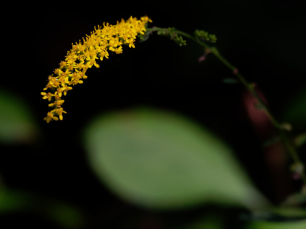 elm-leaved goldenrod by rminer