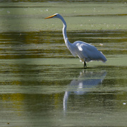 24th Sep 2021 - great egret