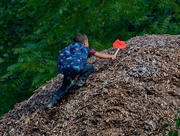 24th Sep 2021 - Climbing a mountain of wood chips