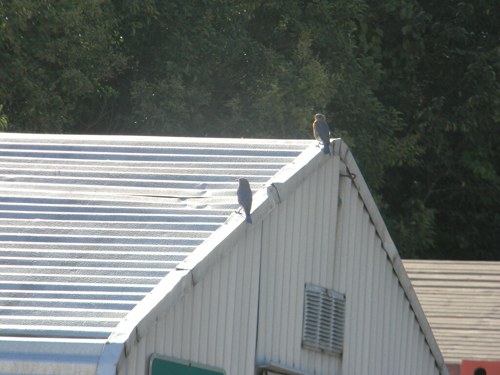 Two Birds on Shed Roof by sfeldphotos
