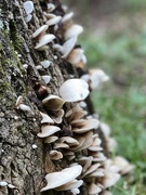 31st Aug 2021 - Fungus on Tree