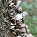 Fungus on Tree by clay88
