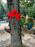 24th Sep 2021 - Poppies on a tree. 