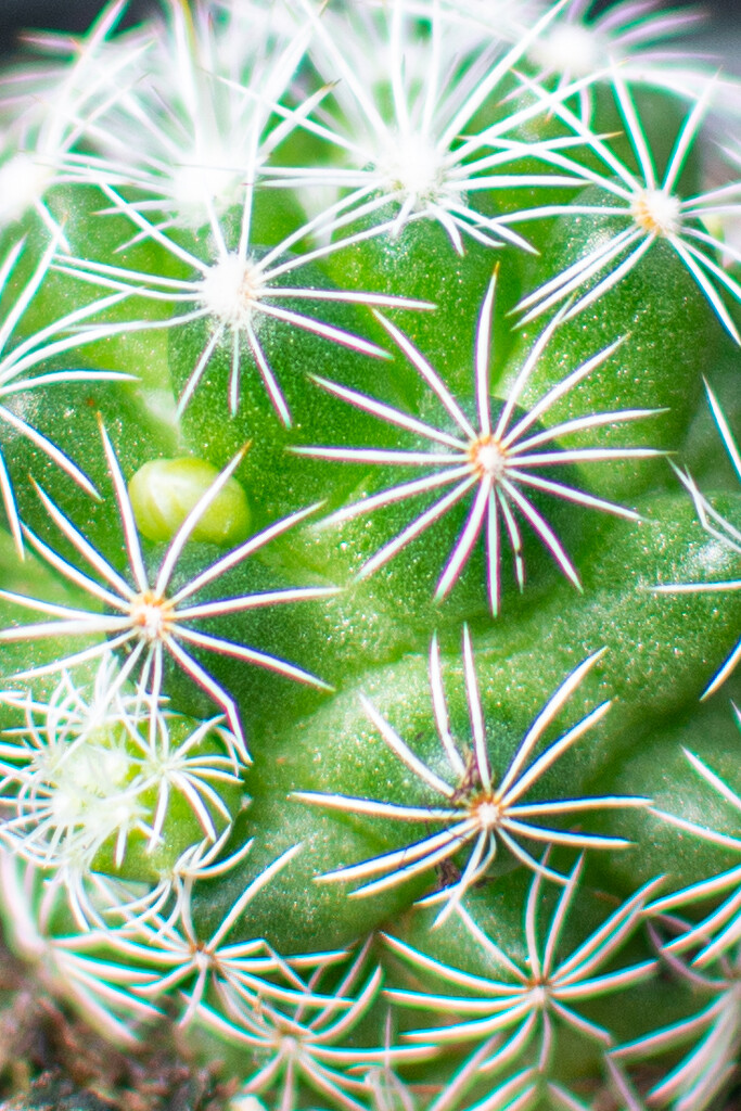 Succulent  up close... by thewatersphotos