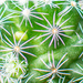Succulent  up close... by thewatersphotos