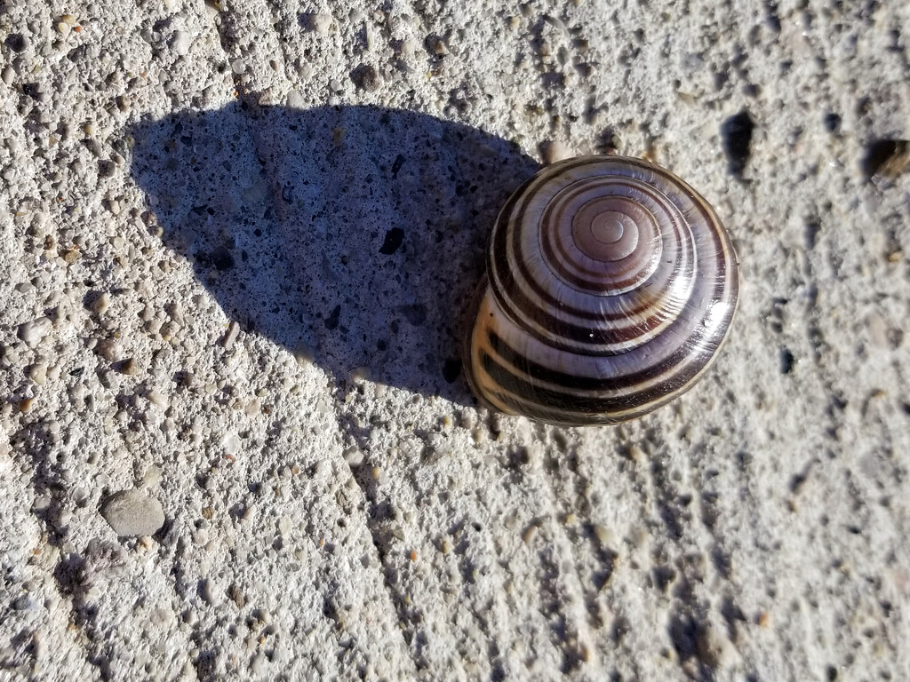Sidewalk snail by ljmanning